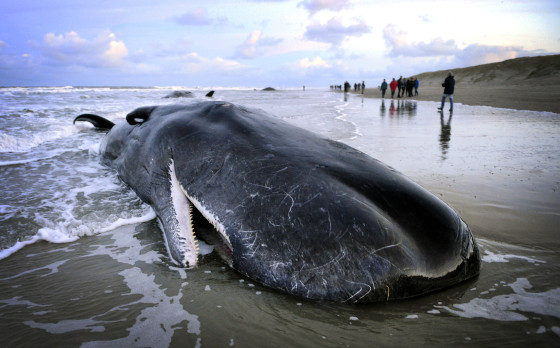 sperm-whales-dead-560x348.jpg