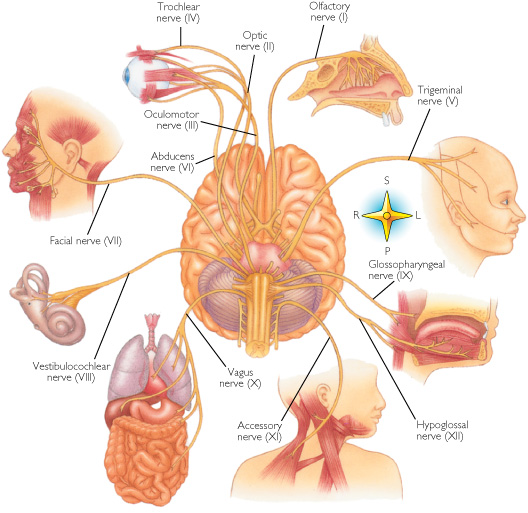 cranial_nerves.jpg