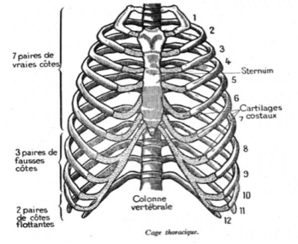 CageThoracique-600x491.png