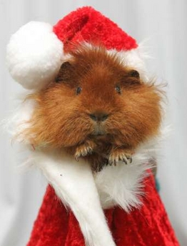santa-claus-20-guinea-pig.jpg