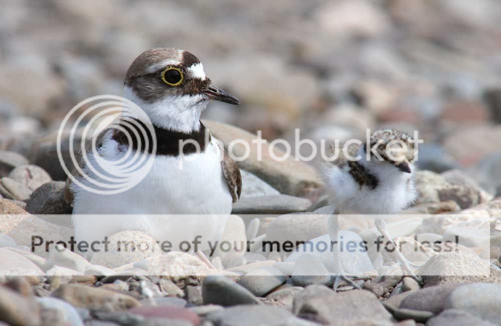 little-ringedplover2.jpg