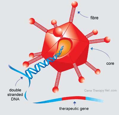 adenoviralvector.jpg