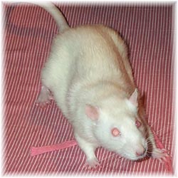 Rat_albino.JPG