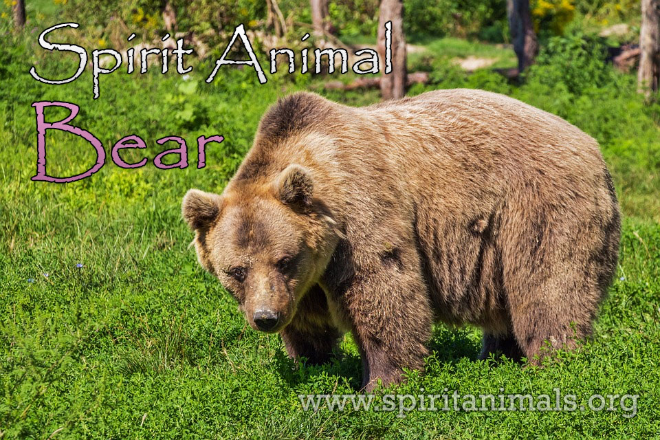 www.spiritanimals.org