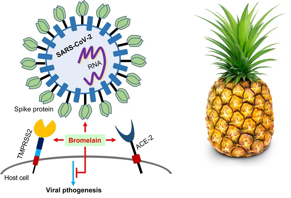 bromelain-sars-pineapple.jpg