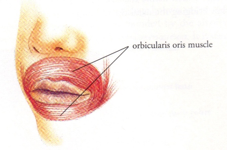 Obicularis_Oris.jpg