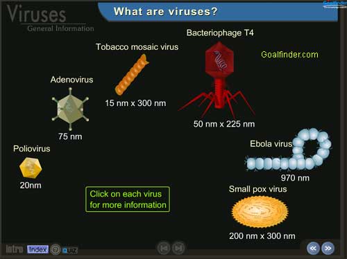 L-types-of-virus.jpg