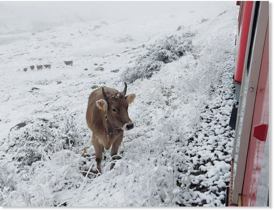 Not all cows have been taken down from the Alpine pastures yet.