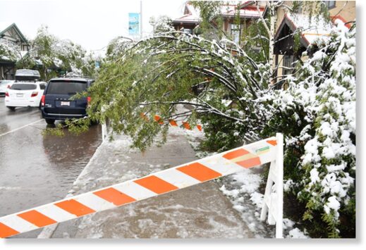 A sidewalk is blocked off due to a downed tree on Patricia Street on June 19, 2023.