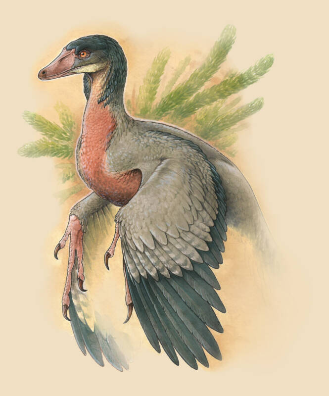 image_8517_2e-Overoraptor-chimentoi.jpg