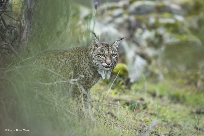 lynx-e1505676067994.jpg