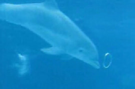 dolphin_bubble_ring.jpg