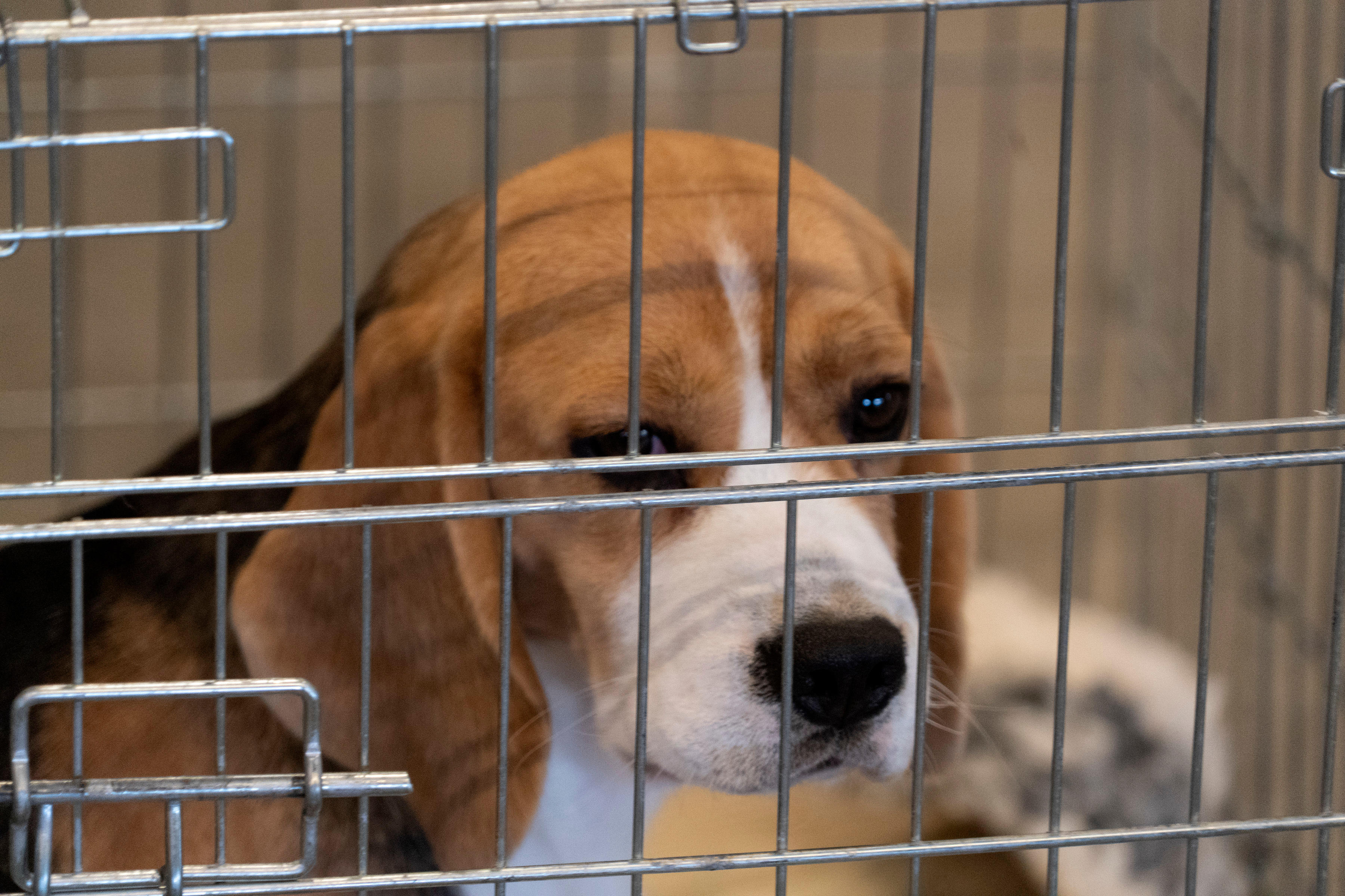 The White Coat Waste Project claims some of the dogs allegedly had their vocal cords removed to muzzle their barking