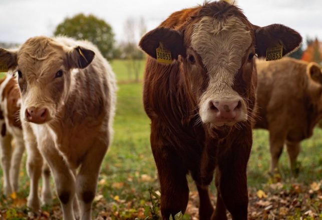 mysteriousuniverse.org