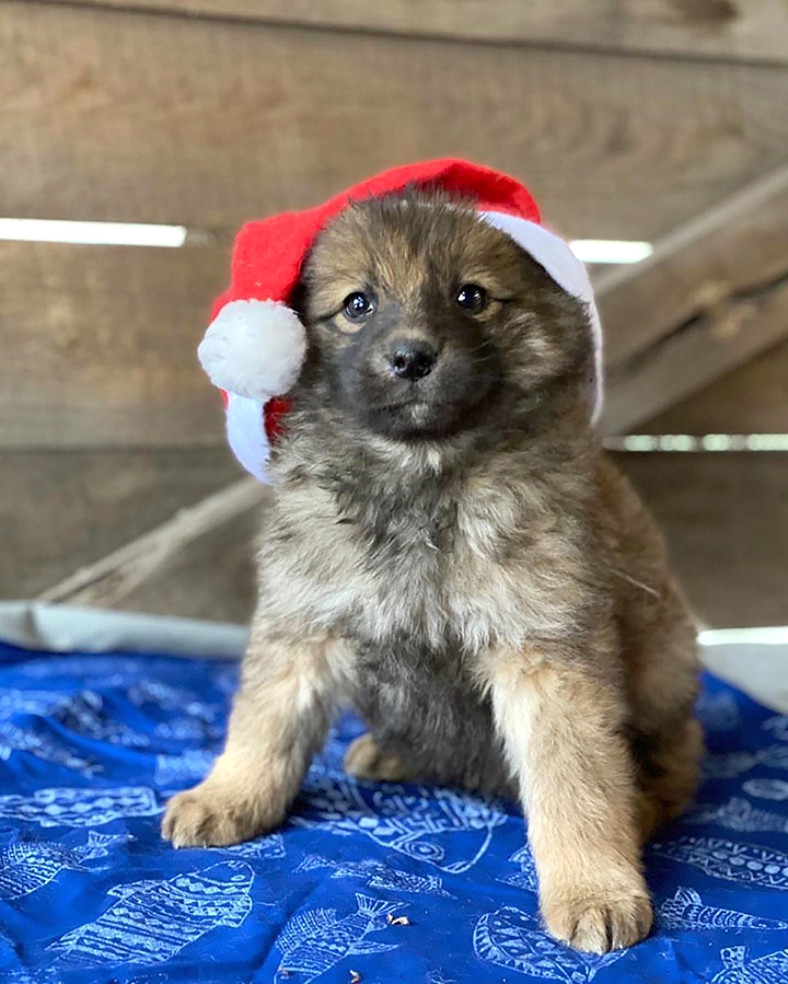 Seven puppies rescued after spending days by the body of mother dog who froze to death 