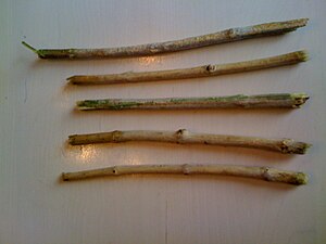 300px-Miswak003.jpg