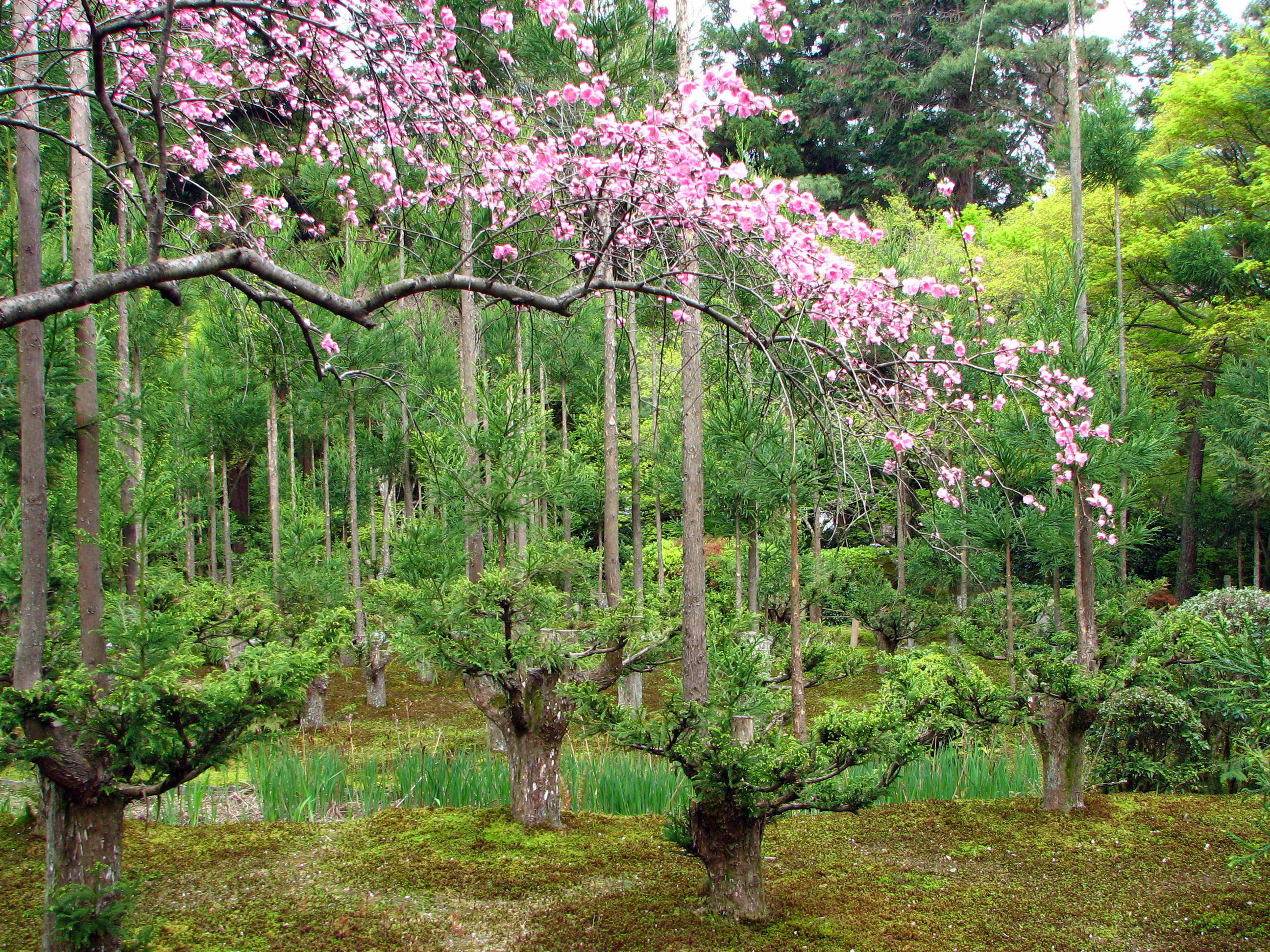 Ryoan-ji_03.jpg