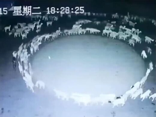 Schafe Kreis Mongolei Schafe Kreis Mongolei