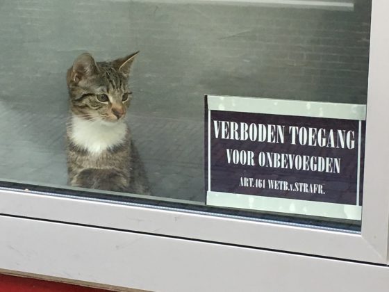 Random-Window-Cat-in-Leiden-2-560x420.jpg