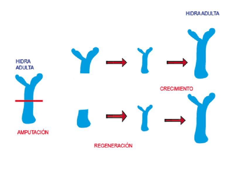 Regeneracion1.JPG