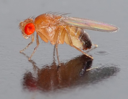 Drosophila_melanogaster.jpg