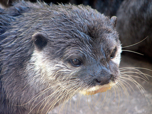 river_otter.jpg