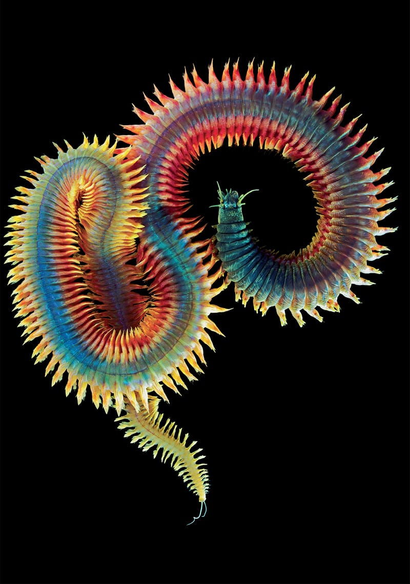 animal-1.jpg