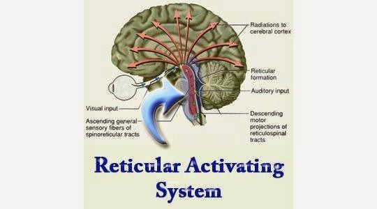 reticular%2Bactivating%2Bsystem.jpg