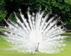 albino-peacock.jpg