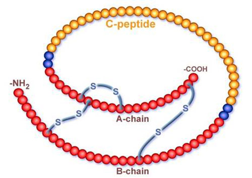 c_peptide.jpg