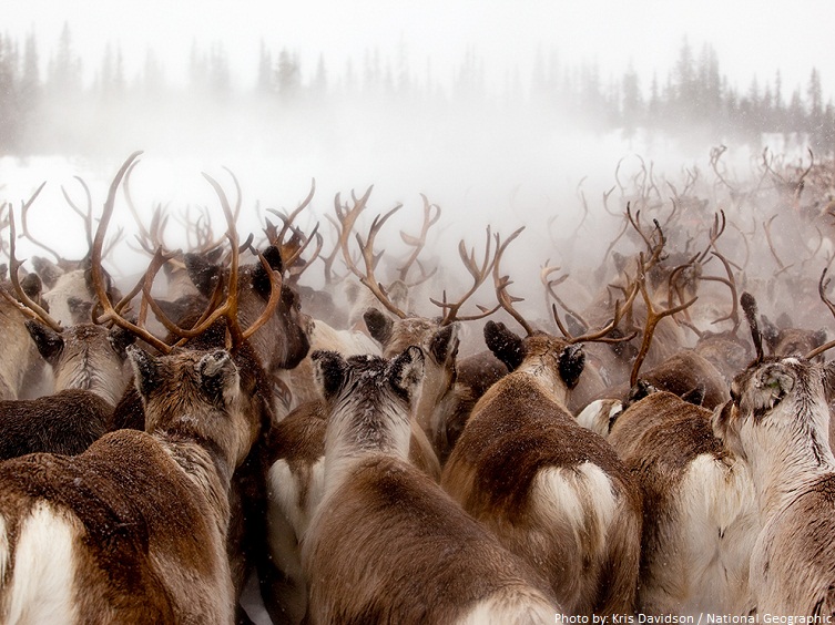 reindeer-migration.jpg