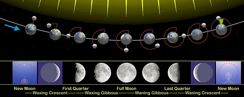 800px-Moon_phases_en.jpg