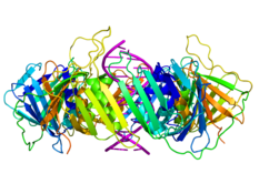 233px-Sliding_clamp_dna_complex_side.png
