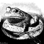 boiling-frog-image-150x150.jpg