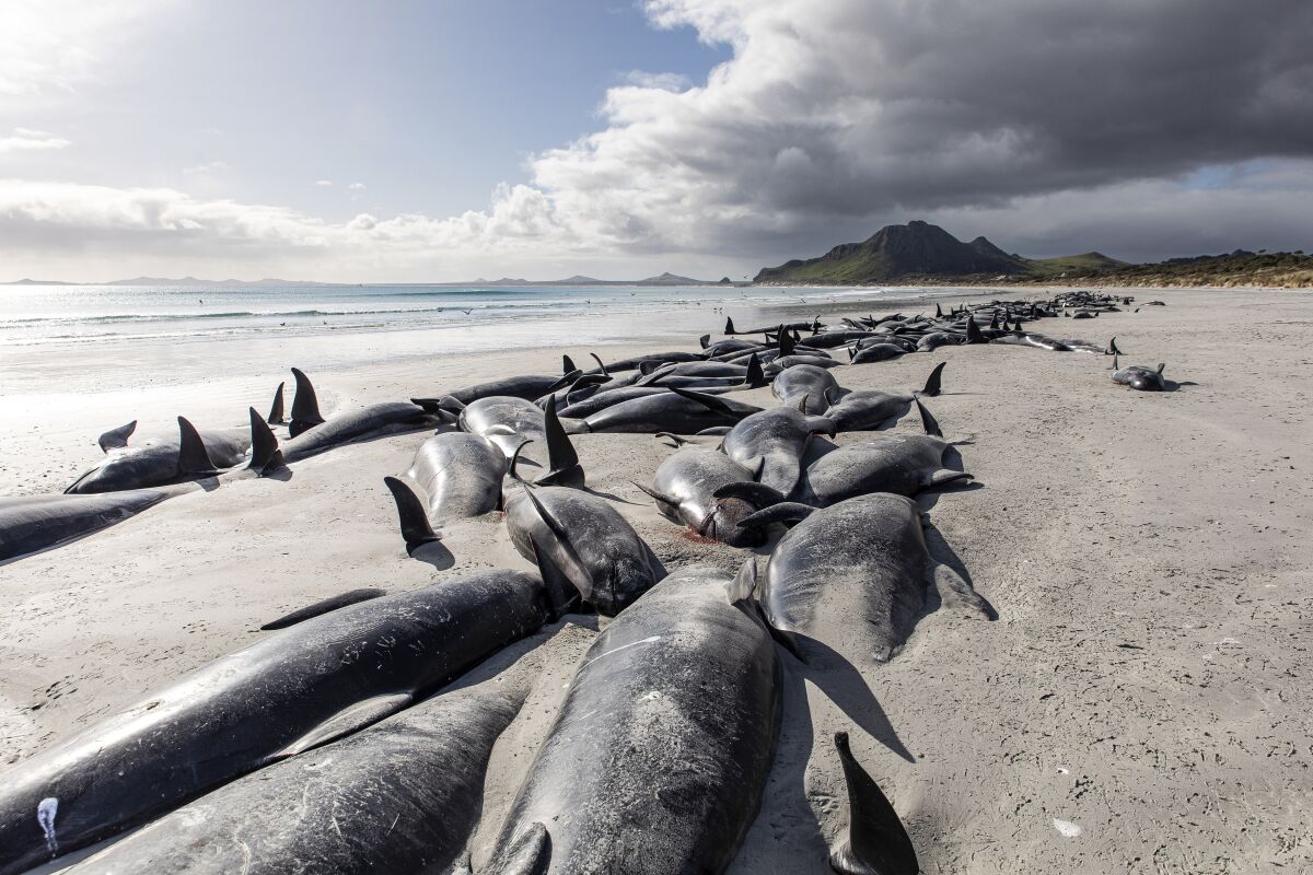 Dead pilot whales on a beach