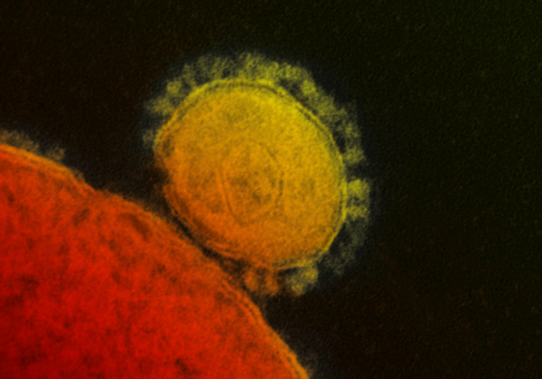 coronavirus%20thumb.png