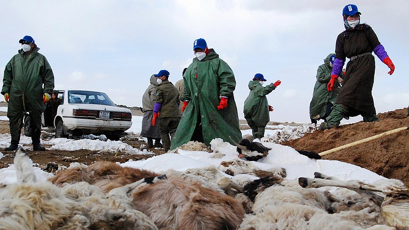 mongolia-dzud-severe-winter-kills-55000-livestock-.jpg