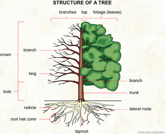 treestructure.png