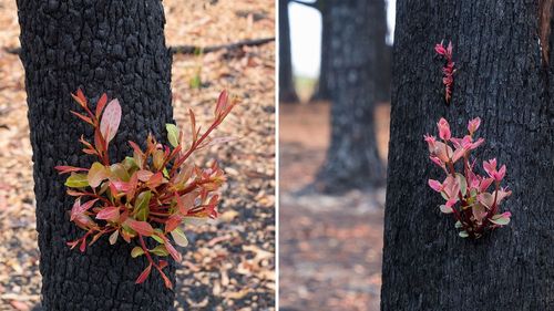 Heartening photos show how the Aussie bush is already regrowing