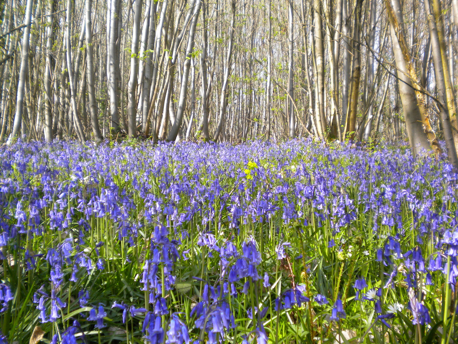 Old coppice woods are irreplaceable habitats for rare species, including these bluebells - a species associated with ancient woodlands