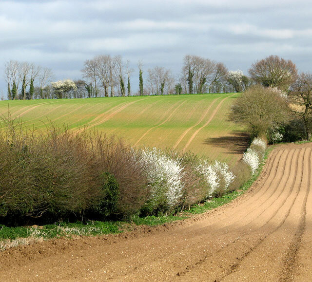 Hedgerows are living boundaries with enormous functionality and ecological benefit. Source.
