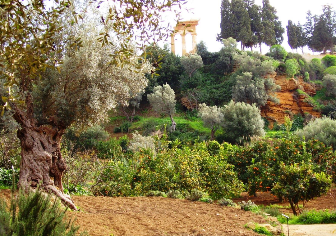 coltura promiscua sicily italy agroecology permaculture olive grain citrus ruins roman greek forest garden trees farm farming garden