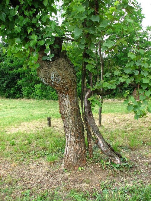 A grape vine is trellised in a mulberry tree