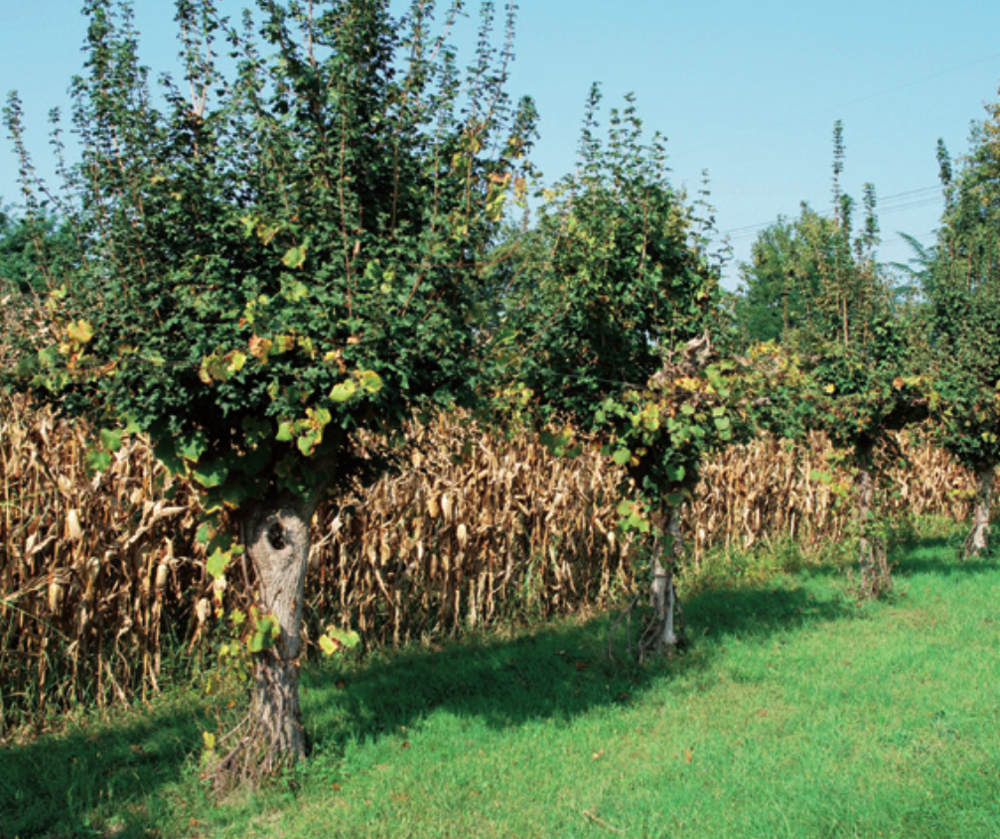 A row of field maples (Acer campestre) trellis grape vines, and are pollarded to harvest ‘tree hay’ fodder for livestock. Maize grows beside the row. The grapes are harvested to make wine. Source.