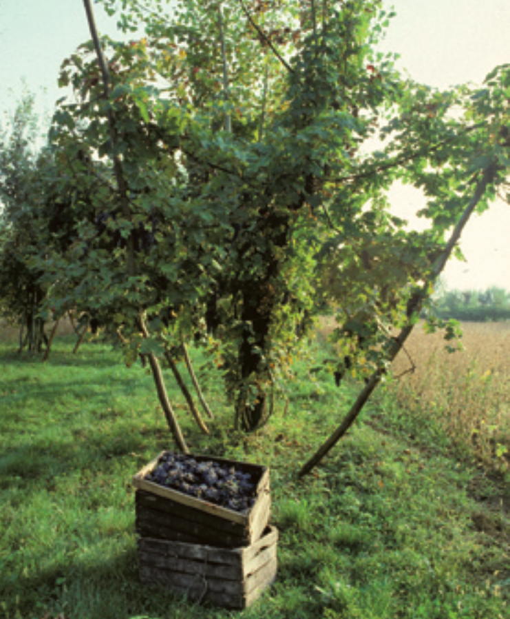 grape harvest vines trees coltura promiscua italy veneto ancient farming methods