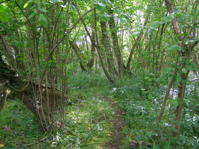 A wide range of woodland perennials naturally grow in coppice woods - including wild foraged delicacies like ramson (wild leeks)