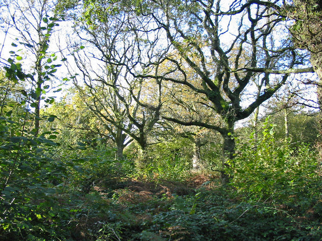 Oftentimes hazel coppices include 'standards', or uncoppiced trees. These oak standards around coppiced hazels in England show what Mesolithic nut orchards may have looked like