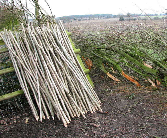 Coppicing hazel shrubs every 5-10 years provides extremely useful poles that can be used for stakes, firewood, construction, tools and tool handles, weapons, fences, and crafts