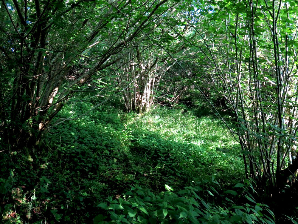 Hazel coppice woods are still maintained throughout northern Europe and Turkey