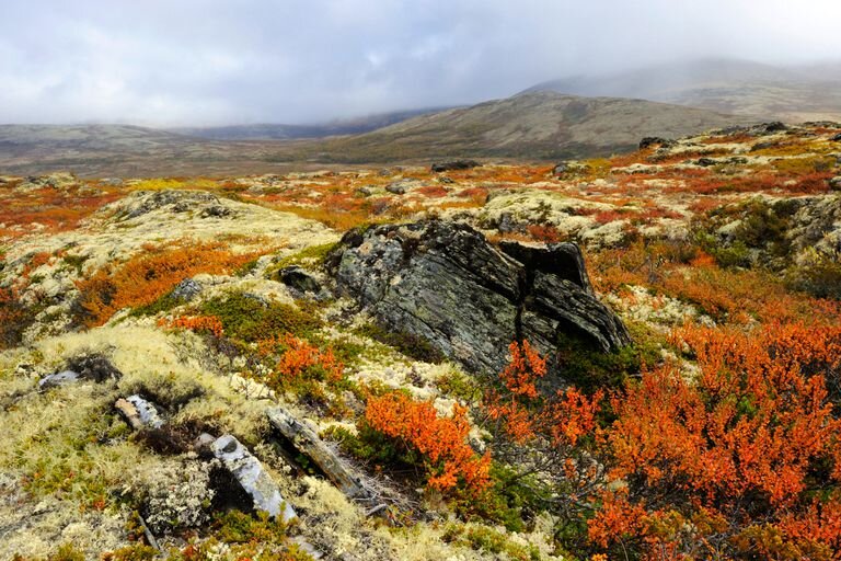 tundra europe norway ice age lichen dwarf willow birch stone